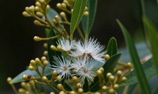 水翁花的营养价值（水翁花性味归经）