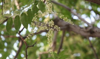 香椿花的功效与作用（香椿花的功效与作用治疗胃病的方法）