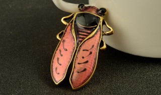 金蝉什么时候出（金蝉什么时候出来什么时候结束）