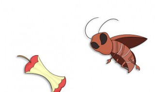 蛀虫怎么消灭 木头有蛀虫怎么消灭