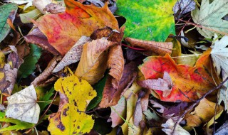 树叶是湿垃圾嘛 树枝树叶是干垃圾还是湿垃圾