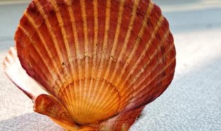 扇贝壳是干垃圾吗 扇贝壳是干垃圾湿垃圾