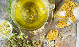 明梅菊是什么（梅菊是什么意思）