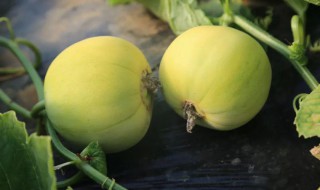 甜瓜和杏能一起吃吗（甜瓜和杏能一起吃吗有毒吗）