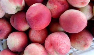 毛桃可以放几天 毛桃放几天都不坏是什么原因