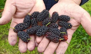 衣服沾上桑椹汁怎么办 桑椹汁液粘到衣服上怎么清洗