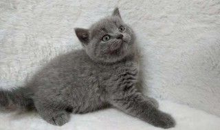 养英短猫方法 英短猫幼猫怎么养
