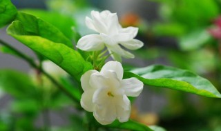 茉莉蜜酱怎么弄 茉莉蜜酱怎么弄好吃