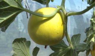 白香瓜为什么苦 白香瓜为什么会苦