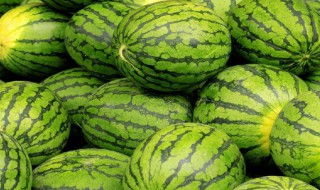挑选西瓜的口诀（挑选西瓜记住6字口诀）