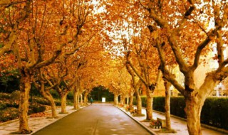 梧桐树象征什么（梧桐树象征什么精神）