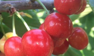 荔枝樱桃可以一起吃吗 樱桃与荔枝可以一起吃吗