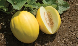 甜瓜是酸性还是碱性 甜瓜是酸性的吗