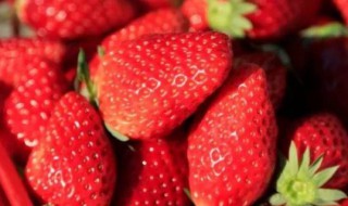 冬天草莓什么时候上市（冬天草莓什么时候上市种植）