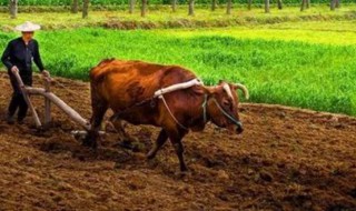 春天播种的植物立春可以播种吗(立春可以栽种吗)