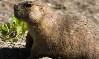 地鼠冬眠吗（地鼠冬眠吗?为什么?）