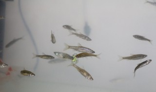 小鱼为什么没有脚印（小鱼没有脚印是因为小鱼）