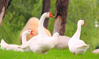 小鹅的脚印像什么形状（小鹅的脚印像什么）