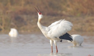 白鹤生活在哪里 白鹤生活在哪里的地方