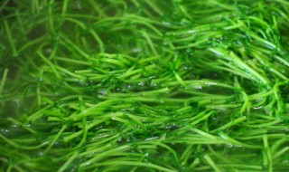 豌豆苗需要焯水吗（豌豆苗需要焯水吗能吃馅吗?）