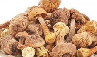 松茸干货怎么吃 松茸干货怎么吃最好