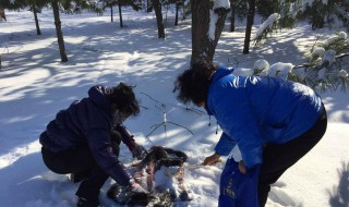 貂皮真的可以用雪洗吗（貂皮可以放在雪里洗洗吗）