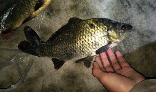 冬天晚上夜钓技巧（冬季夜钓技巧）