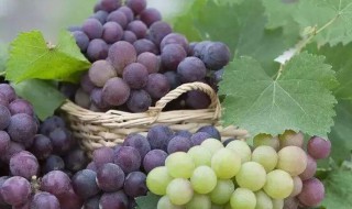 夏天吃葡萄有什么好处(夏天吃葡萄有什么好处和坏处)