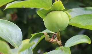 青柿子怎么催熟（青柿子怎么催熟又脆又甜）