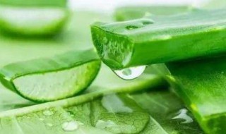 新鲜芦叶怎么保存 新鲜芦叶怎么保存好