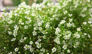 白色满天星扦插方法 满天星的扦插方法和注意事项