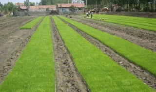 水稻育苗基本技术方法 水稻育苗方法及经验