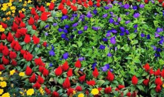 花团锦簇属于哪个季节（花什么锦簇成语是什么季节）