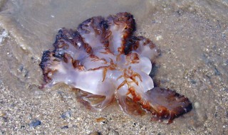 沙海蜇介绍（海蜇和沙海蜇）