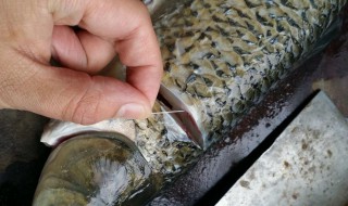 塘鱼去腥方法（塘鱼去腥方法视频）