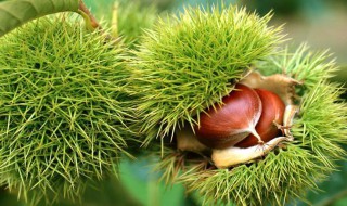 板栗在炸锅里怎么做 炸锅怎么炸板栗