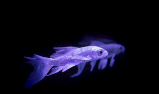 鱼尾巴不展开怎么办 鱼尾巴不张开