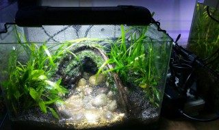 放了虾之后鱼缸有味道怎么办 鱼缸有味道解决方法