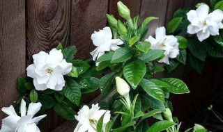 栀子花发的新叶发黄怎么办（栀子花新发的叶子发黄怎么办）