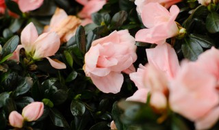 丹东杜鹃嫁接方法 丹东杜鹃嫁接方法视频