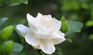 小叶栀子养护方法（小叶栀子养护方法视频）