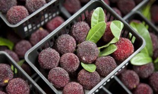 杨梅怎么腌制才好吃（杨梅怎么腌制才好吃又简单）