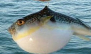 河豚怎么做好吃（河豚怎么做好吃又嫩）