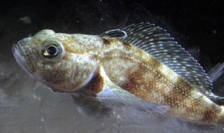 酥炸南极鱼怎么弄（酥炸南极鱼怎么弄好吃）