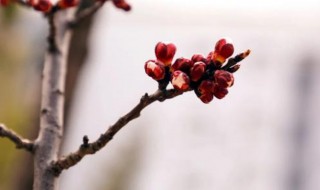 不迁怒不贰过翻译（有颜回者好学不迁怒不贰过翻译）