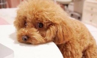 泰迪不能吃什么东西（泰迪不能吃什么东西水果）