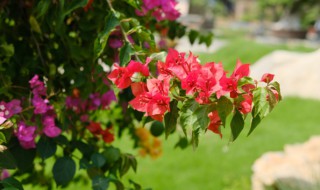 三角梅怎么繁殖方法 三角梅怎么繁殖方法视频