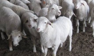 羊感冒吃什么草 羊可以吃什么草