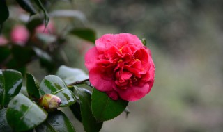 茶花修剪时间和方法（茶花花期后如何修剪）