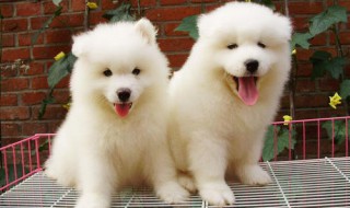 萨摩耶幼犬饲养方法(萨摩耶幼犬饲养方法图解)